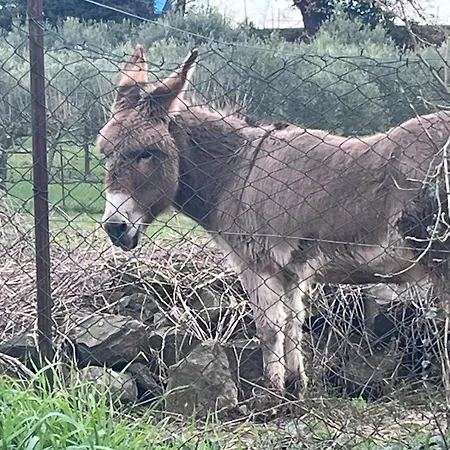Σπίτι διακοπών Cade Saint-Jean-de-Ceyrargues